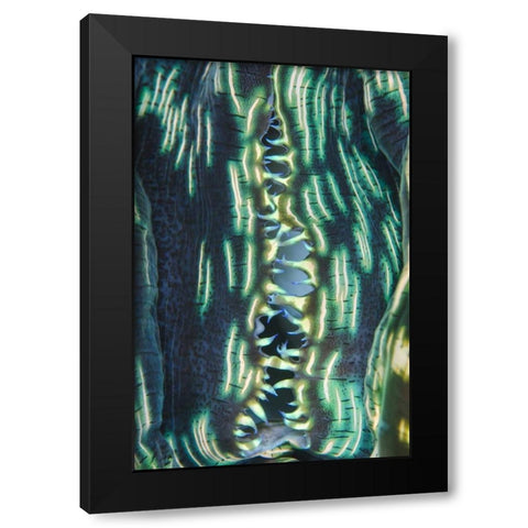 Indonesia, Papua, Cenderawasih Bay Clam shell Black Modern Wood Framed Art Print with Double Matting by Shimlock, Jones