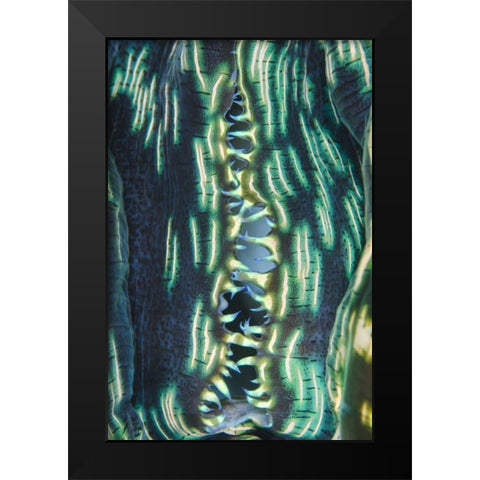 Indonesia, Papua, Cenderawasih Bay Clam shell Black Modern Wood Framed Art Print by Shimlock, Jones