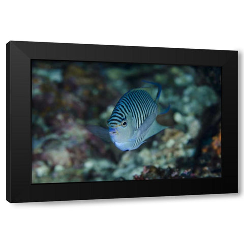 Indonesia, Papua, Cenderawasih Bay Angelfish Black Modern Wood Framed Art Print with Double Matting by Shimlock, Jones