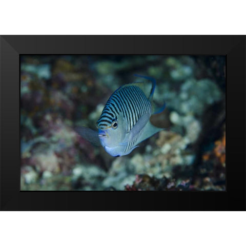 Indonesia, Papua, Cenderawasih Bay Angelfish Black Modern Wood Framed Art Print by Shimlock, Jones
