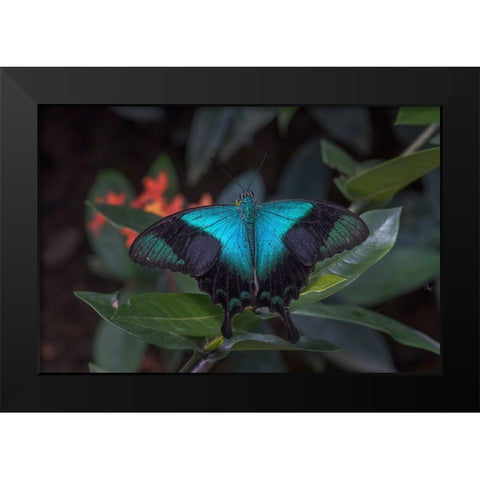 Indonesia-Bali Blue swallowtail butterfly on leaf Black Modern Wood Framed Art Print by Jaynes Gallery
