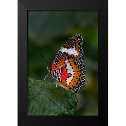 Indonesia-Bali Malay lacewing butterfly on leaf Black Modern Wood Framed Art Print by Jaynes Gallery