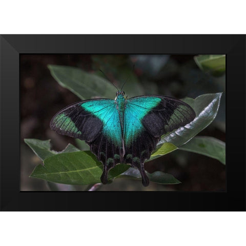 Indonesia-Bali Blue swallowtail butterfly on leaf Black Modern Wood Framed Art Print by Jaynes Gallery