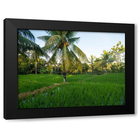 Indonesia-Bali-Ubud-Rice fields and palm trees Black Modern Wood Framed Art Print with Double Matting by Eggers, Terry
