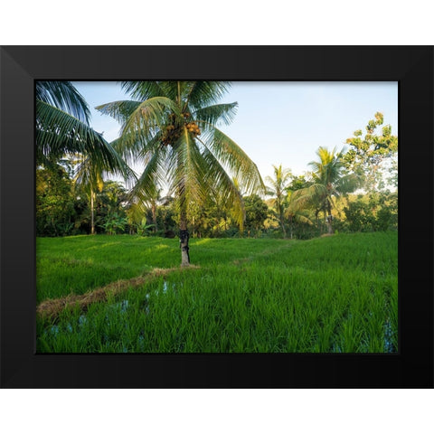 Indonesia-Bali-Ubud-Rice fields and palm trees Black Modern Wood Framed Art Print by Eggers, Terry
