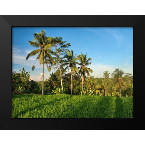 Indonesia-Bali-Ubud-Rice fields and palm trees Black Modern Wood Framed Art Print by Eggers, Terry