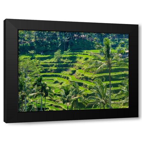 Indonesia-Bali-Ubud-Tegallalang Rice Terraces near Ubud Black Modern Wood Framed Art Print with Double Matting by Eggers, Terry
