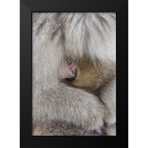 Japan, Jigokudani, Snow monkey baby with mother Black Modern Wood Framed Art Print by Anon, Ellen