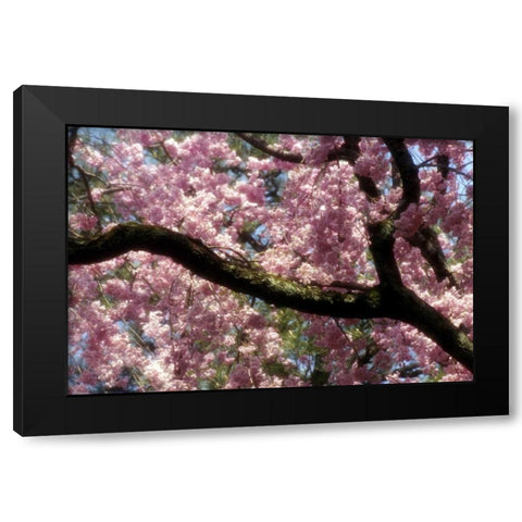 Japan, Tokyo Cherry blossoms in bloom in spring Black Modern Wood Framed Art Print with Double Matting by Ross, Nancy ,  Steve