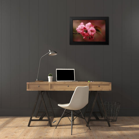 Japan, Osaka Cherry blossoms during a Festival Black Modern Wood Framed Art Print by Ross, Nancy ,  Steve