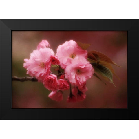 Japan, Osaka Cherry blossoms during a Festival Black Modern Wood Framed Art Print by Ross, Nancy ,  Steve