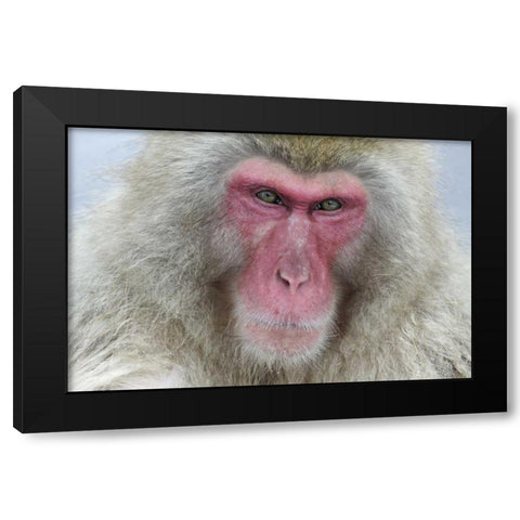 Japan, Jigokudani Monkey Park A snow monkey Black Modern Wood Framed Art Print with Double Matting by Anon, Josh