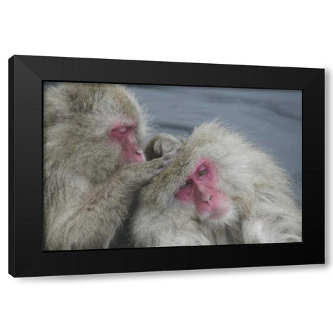 Japan Snow monkey grooms another in a hot spring Black Modern Wood Framed Art Print with Double Matting by Anon, Josh
