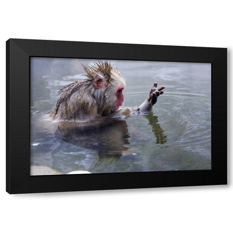 Japan, Nagano Mts Snow monkey in hot spring Black Modern Wood Framed Art Print with Double Matting by Williams, Joanne