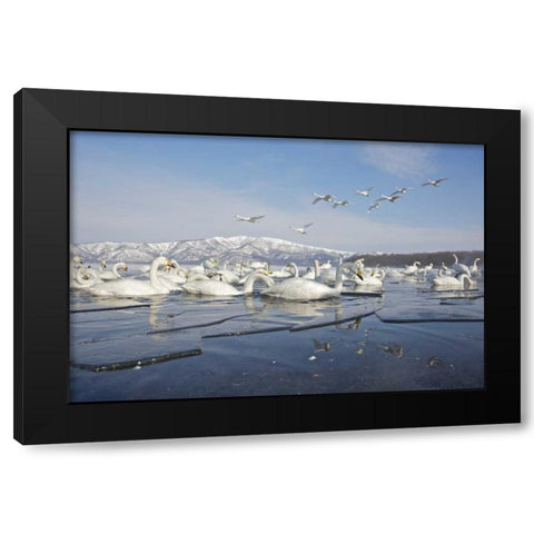 Japan, Hokkaido, Teshikaga Whooper swans rest Black Modern Wood Framed Art Print by Anon, Josh