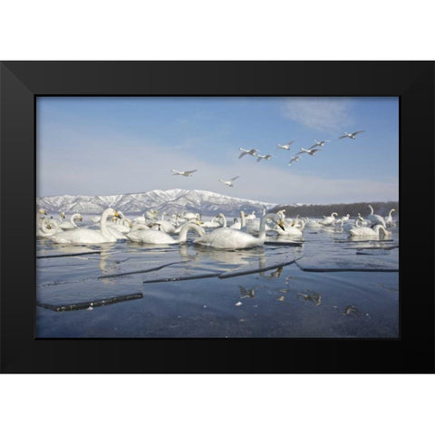 Japan, Hokkaido, Teshikaga Whooper swans rest Black Modern Wood Framed Art Print by Anon, Josh