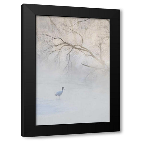 Japan, Hokkaido A hooded crane in foggy morning Black Modern Wood Framed Art Print by Anon, Josh