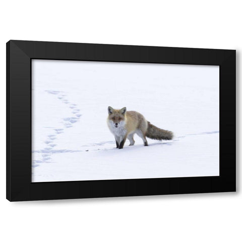 Japan, Hokkaido, Tsurui Red fox in a snowy field Black Modern Wood Framed Art Print with Double Matting by Anon, Josh