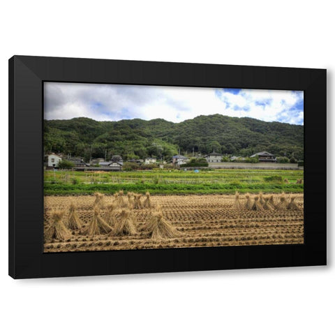 Japan, Nara, Heguri-cho Field of drying rice Black Modern Wood Framed Art Print by Flaherty, Dennis