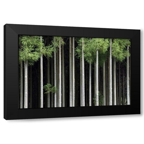 Japan, Nara, Soni Plateau Cedar tree grove Black Modern Wood Framed Art Print by Flaherty, Dennis