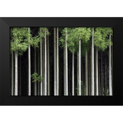 Japan, Nara, Soni Plateau Cedar tree grove Black Modern Wood Framed Art Print by Flaherty, Dennis