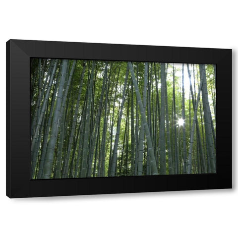 Japan, Kyoto Arashiyama Bamboo Grove Black Modern Wood Framed Art Print with Double Matting by Flaherty, Dennis