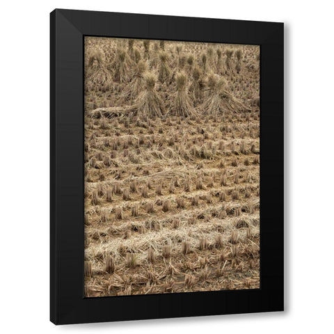 Japan, Nara Prefecture, Heguri-cho Drying rice Black Modern Wood Framed Art Print with Double Matting by Flaherty, Dennis