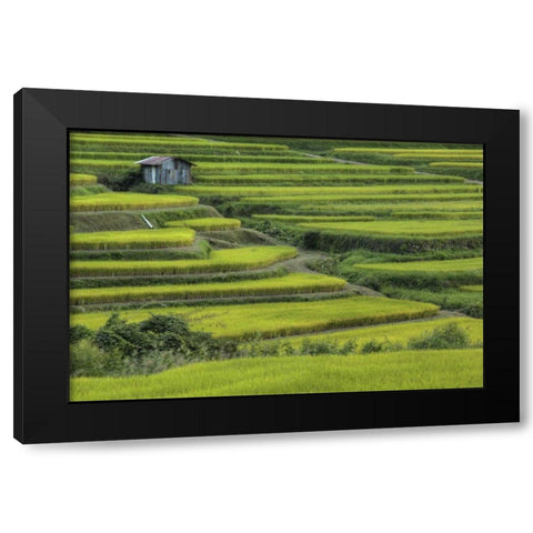 Japan, Nara, Soni Plateau Rice terraces Black Modern Wood Framed Art Print by Flaherty, Dennis