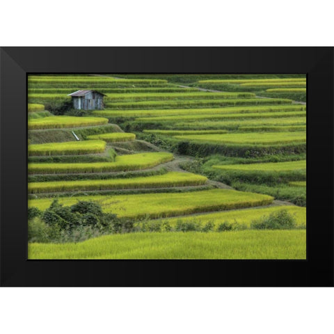 Japan, Nara, Soni Plateau Rice terraces Black Modern Wood Framed Art Print by Flaherty, Dennis