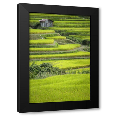 Japan, Nara, Soni Plateau Rice terraces Black Modern Wood Framed Art Print by Flaherty, Dennis