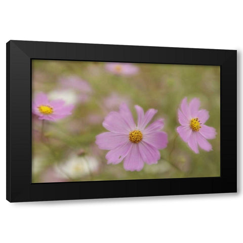 Japan, Nara Prefecture Blooming cosmos flowers Black Modern Wood Framed Art Print by Flaherty, Dennis