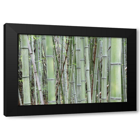 Japan, Nara Provence, Heguri-cho Bamboo grove Black Modern Wood Framed Art Print by Flaherty, Dennis