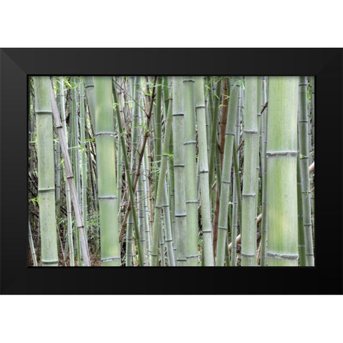 Japan, Nara Provence, Heguri-cho Bamboo grove Black Modern Wood Framed Art Print by Flaherty, Dennis