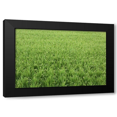 Japan, Nara, Heguri-cho Field of growing rice Black Modern Wood Framed Art Print by Flaherty, Dennis