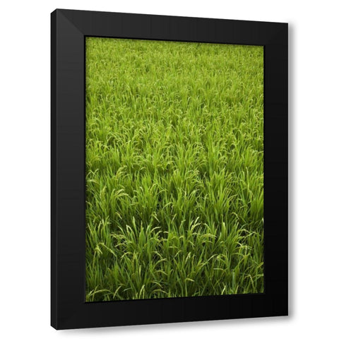 Japan, Nara, Heguri-cho Field of growing rice Black Modern Wood Framed Art Print by Flaherty, Dennis