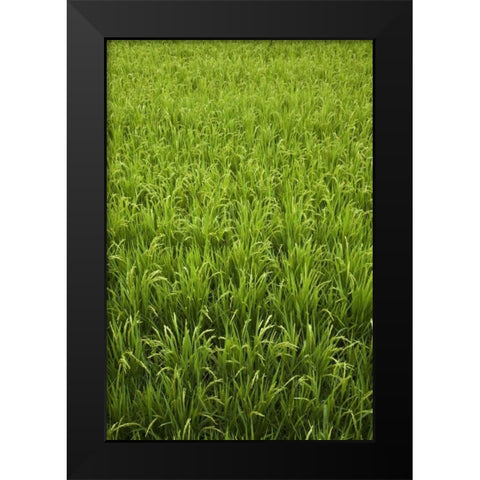 Japan, Nara, Heguri-cho Field of growing rice Black Modern Wood Framed Art Print by Flaherty, Dennis