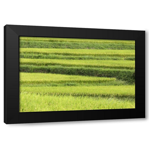 Asia, Japan Rice terraces in Nara Prefecture Black Modern Wood Framed Art Print with Double Matting by Flaherty, Dennis