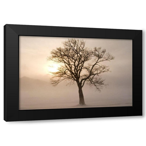 Japan-Hokkaido-Lake Kussharo A tree stands silhouetted by the rising sun  Black Modern Wood Framed Art Print by Goff, Ellen