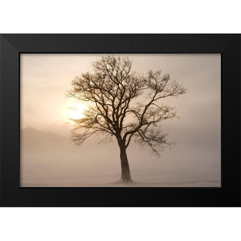 Japan-Hokkaido-Lake Kussharo A tree stands silhouetted by the rising sun  Black Modern Wood Framed Art Print by Goff, Ellen