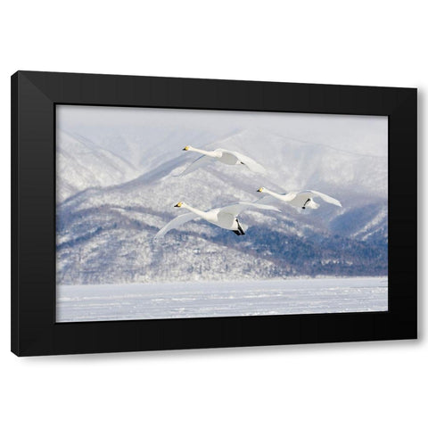 Japan-Hokkaido Three whooper swans fly for a landing Black Modern Wood Framed Art Print by Goff, Ellen