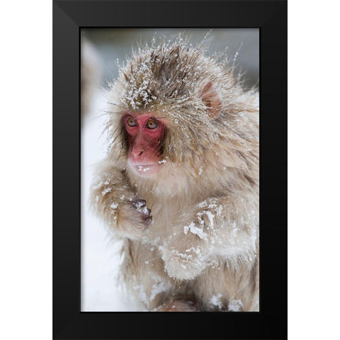 Japan-Nagano  Black Modern Wood Framed Art Print by Goff, Ellen