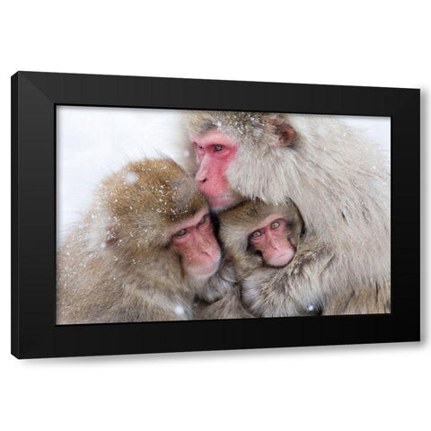 Japan-Nagano  Black Modern Wood Framed Art Print with Double Matting by Goff, Ellen