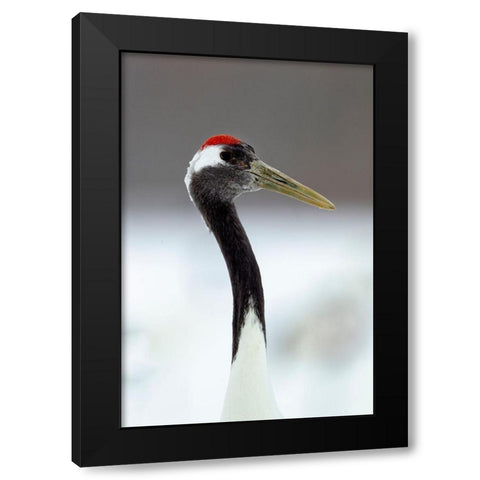 Japan-Hokkaido-Kushiro  Black Modern Wood Framed Art Print by Goff, Ellen