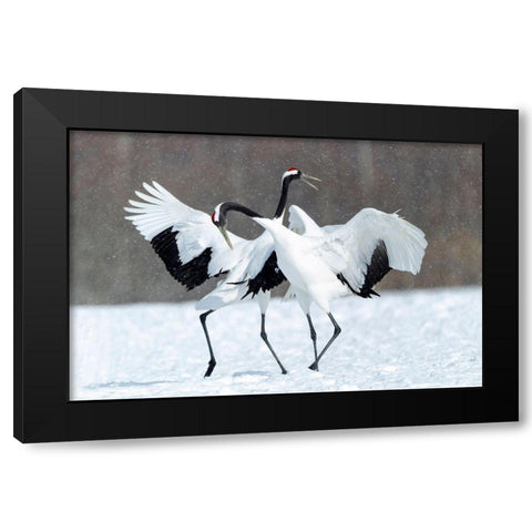 Japan-Hokkaido-Kushiro Two red-crowned cranes dance together in the lightly falling snow Black Modern Wood Framed Art Print with Double Matting by Goff, Ellen