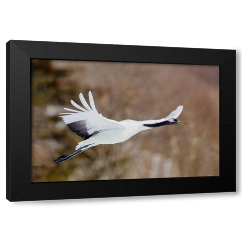 Japan-Hokkaido-Kushiro Black Modern Wood Framed Art Print by Goff, Ellen