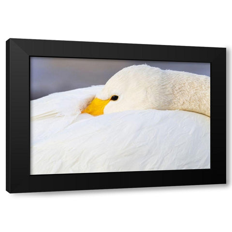 Japan-Hokkaido A whooper swan tucks its bill  Black Modern Wood Framed Art Print by Goff, Ellen