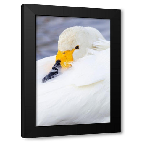 Japan-Hokkaido Portrait of a whooper swan with its yellow and black bill Black Modern Wood Framed Art Print by Goff, Ellen