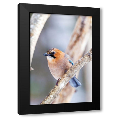 Japan-Hokkaido-Lake Kussharo-Eurasian jay Portrait of an Eurasian jay sitting on a tree limb Black Modern Wood Framed Art Print with Double Matting by Goff, Ellen