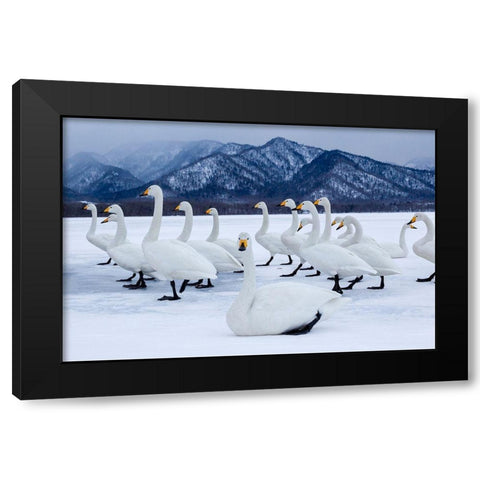 Japan-Hokkaido A group of whooper swans stand on the ice Black Modern Wood Framed Art Print with Double Matting by Goff, Ellen