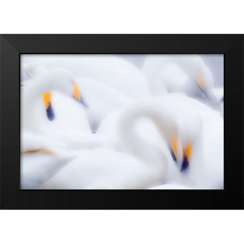 Japan-Hokkaido A group of whooper swans feed together in slow motion Black Modern Wood Framed Art Print by Goff, Ellen
